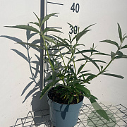 Buddleja d. 'White Profusion' GM 2,0L