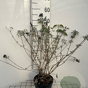 Buddleja 'Lochinch' GM 2,0L