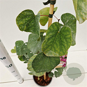 Cercis siliquastrum 60-80 cm 3,0L