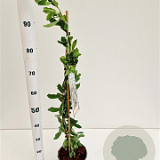 Exochorda 'The Bride' 70-80 cm 2,5L