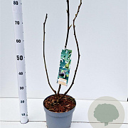 Ficus car. 'Brown Turkey' 50-60 cm 7,5L