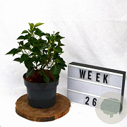 Hedera hel. 'Arborescens' 20-25 cm 3,0L