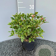 Osmanthus heter. 'Goshiki' 20-25 cm 2,0L