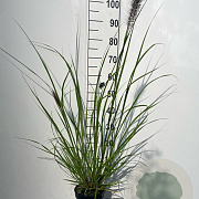Pennisetum al. 'Redhead' GM 2,0L