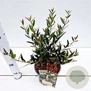 Phillyrea angustifolia 40-50 cm 2,5L