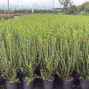 Phillyrea angustifolia 60-80 cm 10L
