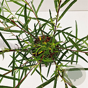 Salix rosmarinifolia 40-50 cm 2,5L