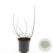 Spiraea betulifolia 'Tor' GM 1.5