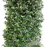 Elaeagnus ebb. 'Compacta' 180 hoog Haagelement 100Bx40D