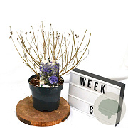 Caryopteris cland. Sterling Silver 40-60 cm 3,0L