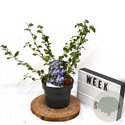 Ceanothus 'Burkwoodii' 40-60 cm 3,0L