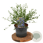 Ceanothus 'Skylark'/ Victoria 40-60 cm 3,0L