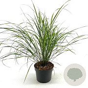 Anemanthele lessoniana 'Sirocco' GM 2,0L