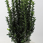Euonymus jap. 'Green Spire' 60-80 cm 5,0L