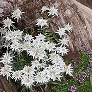 Leontopodium alp. 'Mignon' GM 2,0L