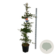 Acer Ice Dragon 175-200 cm 30L extra