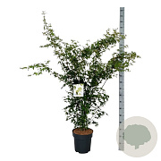 Acer palmatum 125-150 cm 15L