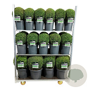 Buxus sempervirens 50-60 cm 4,5L