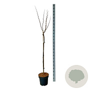 Cercis chinensis 'Avondale' 120 cm stam 15L