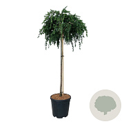 Cedrus deod. 'Feelin' Blue' 90 cm stam 15L