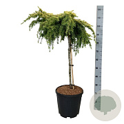 Cedrus deod. 'Lime Glow' 60 cm stam 15L