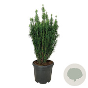 Cephalotaxus h. 'Fastigiata' 100-125 cm 45L extra