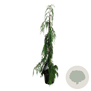 Chamaecyparis n. 'Moonshot' 125-150 cm 15L