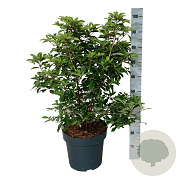 Clethra barbinervis 80-100 cm 14L