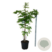 Cladrastis kentukea 170-200 cm cont. 55L extra