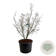 Cornus k. 'China Girl' 200-225 cm cont. 230L solitair