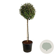 Elaeagnus ebb. 'Compacta' 120 cm stam cont. 90L extra