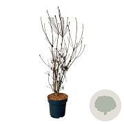 Enkianthus camp. 'Pagode' 100-125 cm 15L