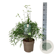 Fargesia angustissima 40-50 cm 6L