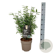 Fargesia 'Black Dragon' 60-80 cm 6L