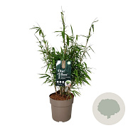 Fargesia rufa 50-60 cm 6L