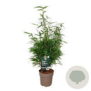 Fargesia rufa 60-80 cm 6L