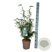 Fargesia scabrida 'Asian Wonder' 60-80 cm 6L