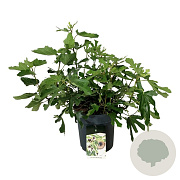 Ficus car. Little Miss Figgy 50-60 cm 15L