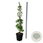 Ginkgo biloba 'China Pendula' 150-175 cm 30L extra