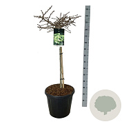 Ginkgo bil. 'Mariken' 80 cm stam 30L