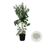 Heptacodium miconioides 175-200 cm 30L extra