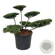 Ilex crenata 'Stokes' 60-80 cm cont. 90L bonsai
