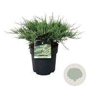 Juniperus h. 'Agnieszka' 50-60 cm 6L