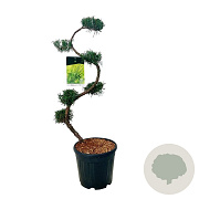 Juniperus pf. 'Mint Julep' 80 cm 15L bonsai