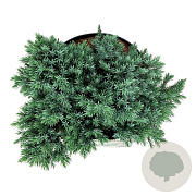 Juniperus squamata 'Blue Star' 30-40 cm 6,5L