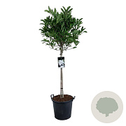Magnolia stellata 80 cm stam 30L