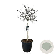 Magnolia stellata 90 cm stam cont. 55L extra