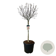 Magnolia 'Susan' 90 cm stam cont. 55L extra