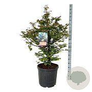 Metasequoia gl. 'Daw.Tawny Fleece' 100-125 cm cont. 55L extra