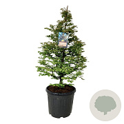 Metasequoia gl. 'Daw.Tawny Fleece' 125-150 cm cont. 55L extra